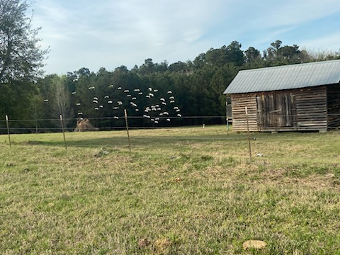 Ogeechee Homeplace & Farm Photo