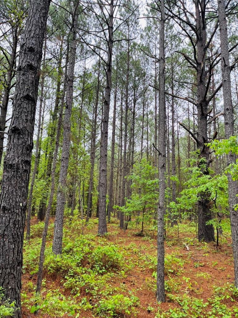 Fall Line Homesite Photo