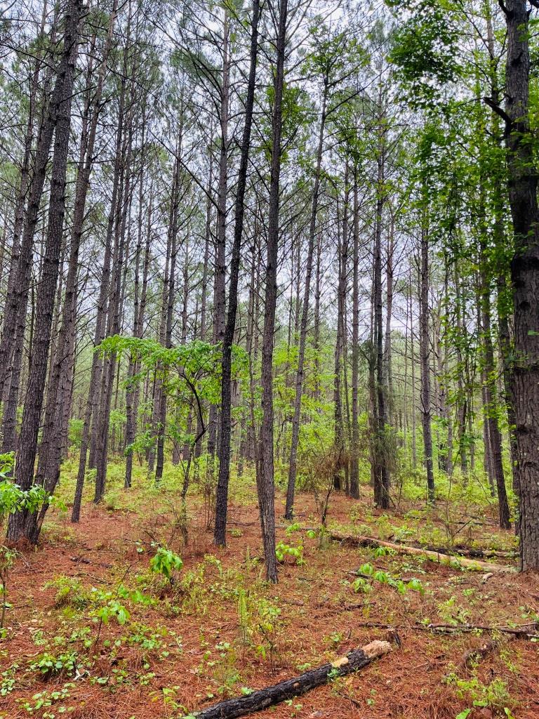 Fall Line Homesite Photo