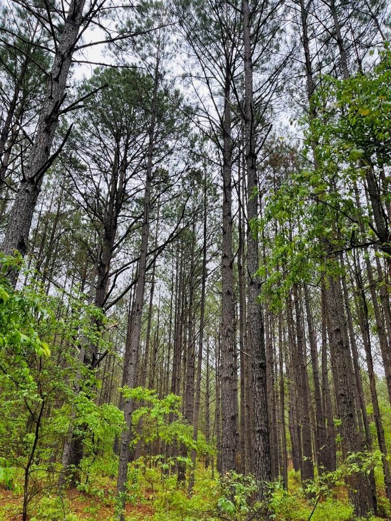 Fall Line Homesite Photo