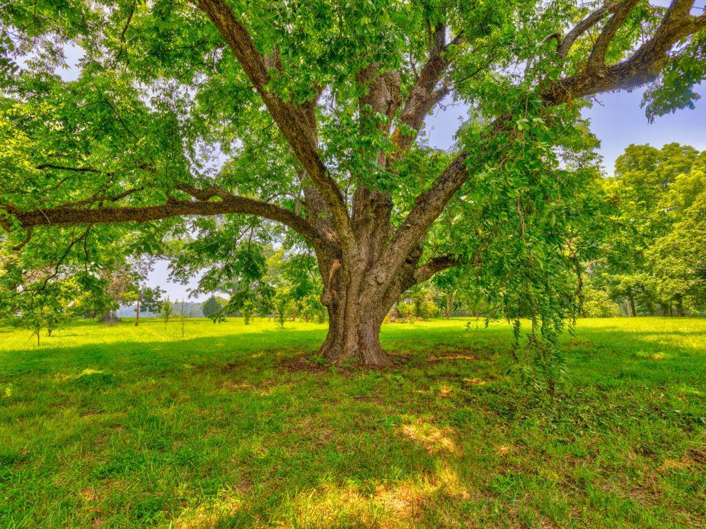 Piedmont Gentleman’s Farm Photo