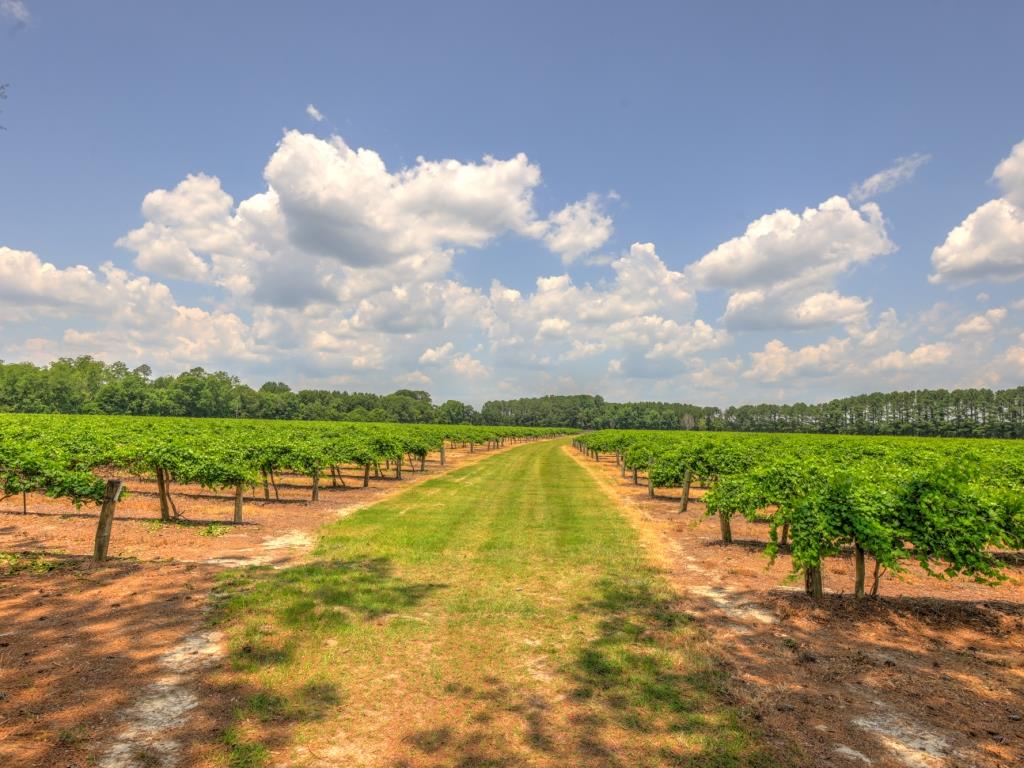 Jarrell Farm Retreat Photo