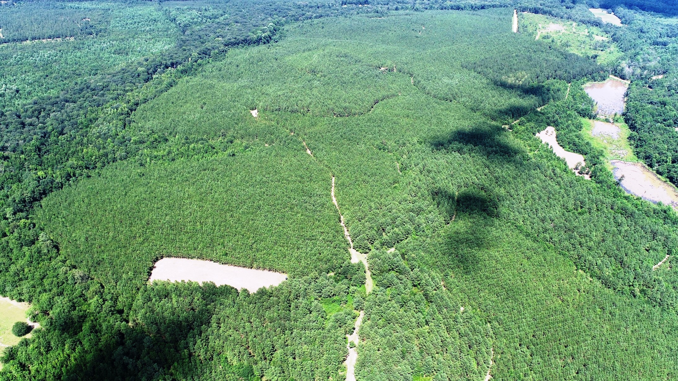 Brushy Creek Timber Photo