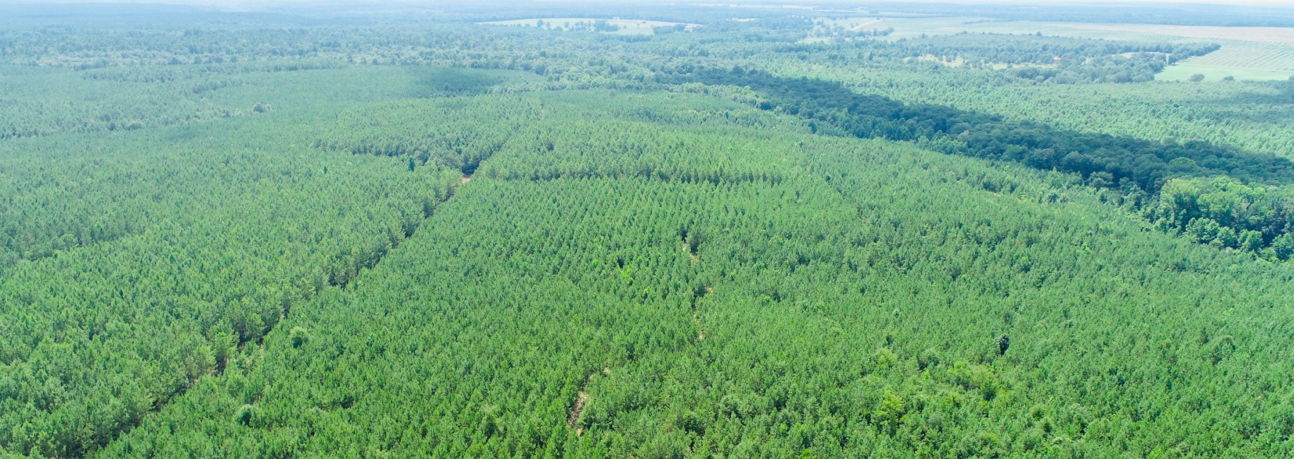 Brushy Creek Timber Main Photo