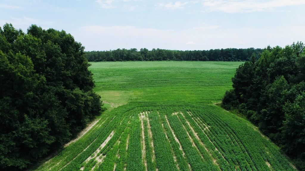 Little Brier Creek Farm Photo