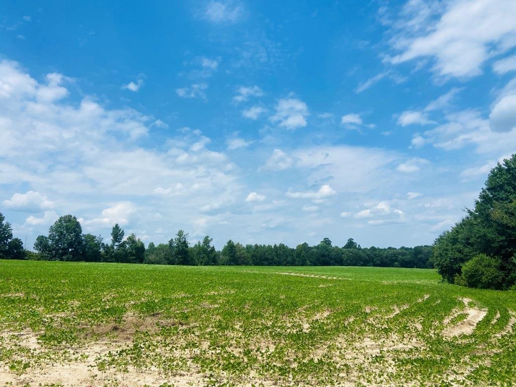 Little Brier Creek Farm Photo