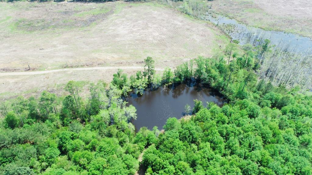 Lynntown Longleaf Photo