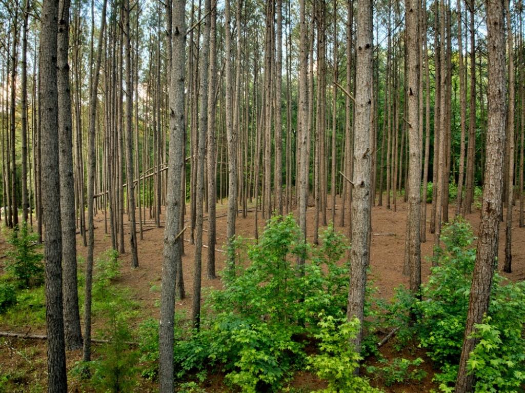 Upson County Homesite Photo