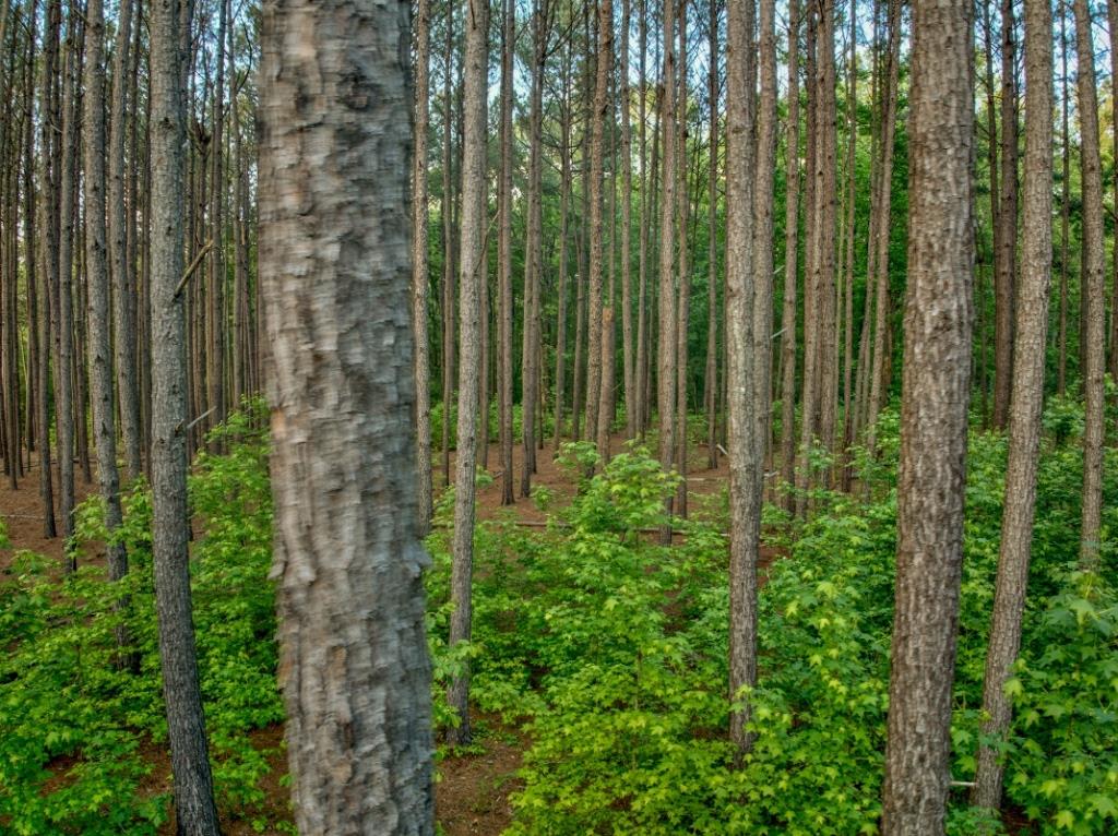 Upson County Homesite Photo