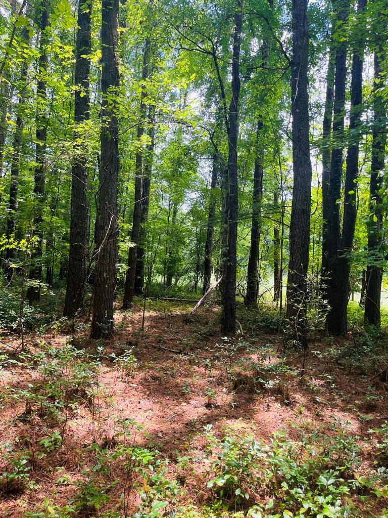 Williamson Creek Homesite Photo