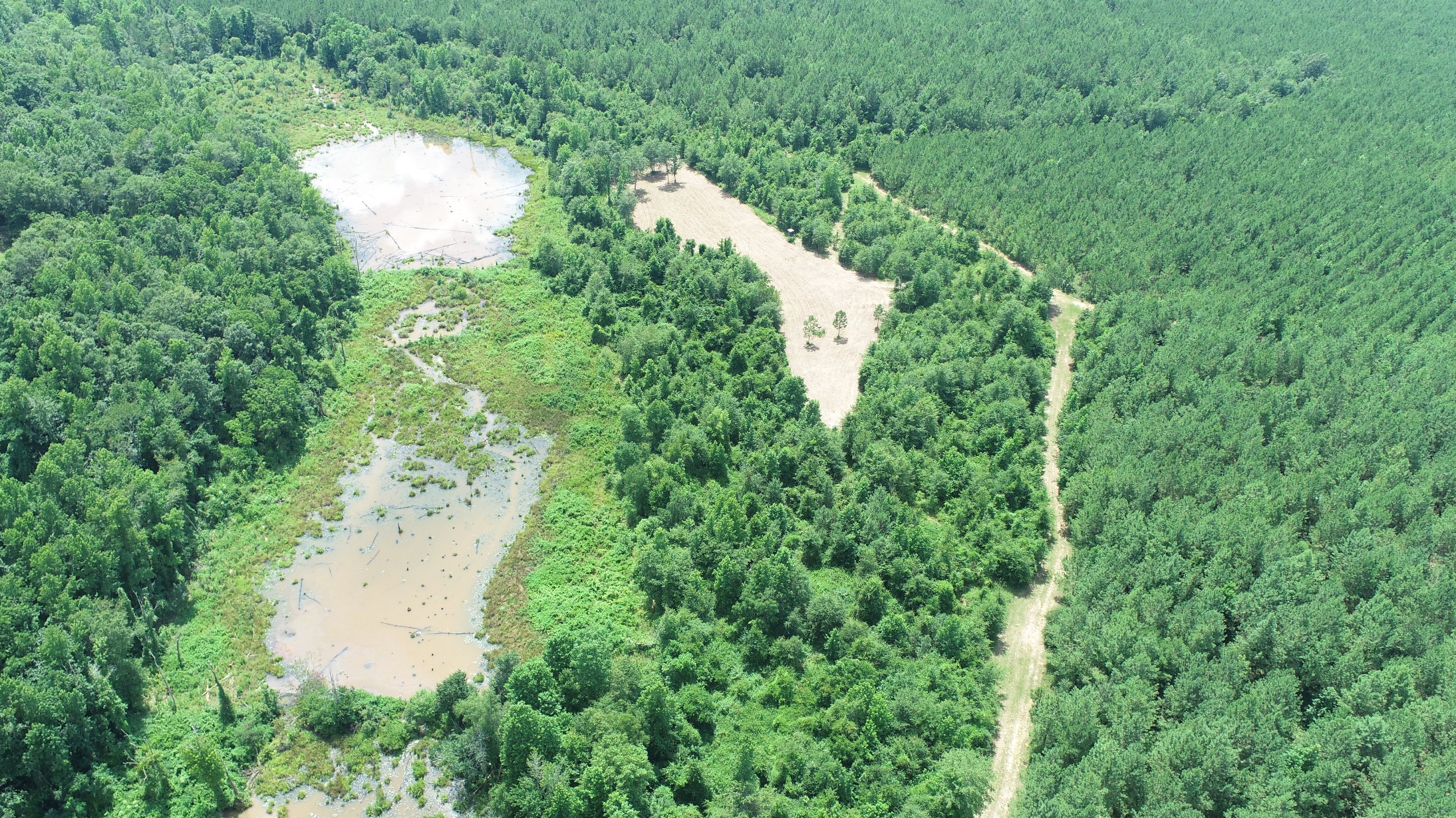 Brushy Creek Timber Photo