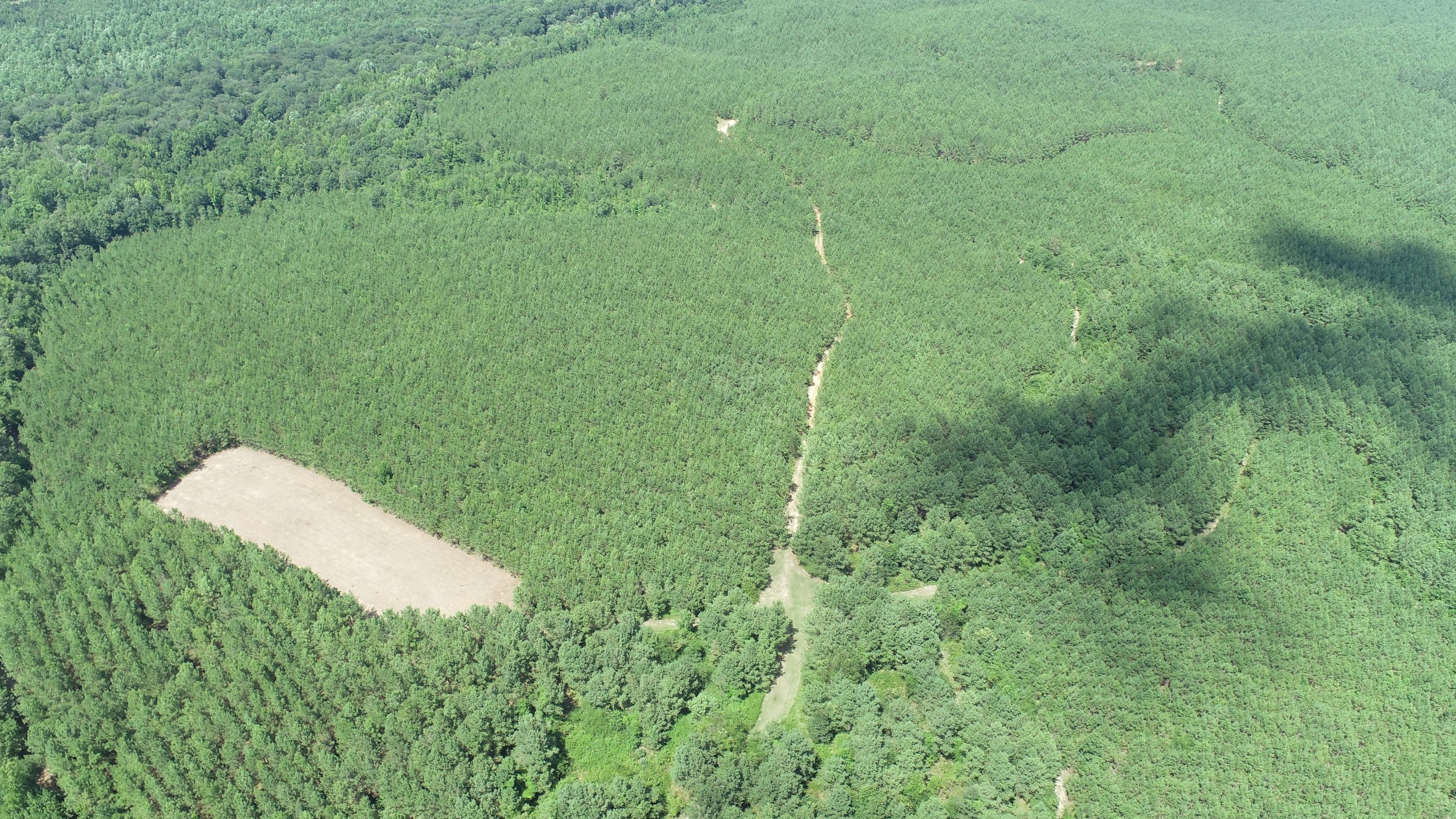 Brushy Creek Timber Photo