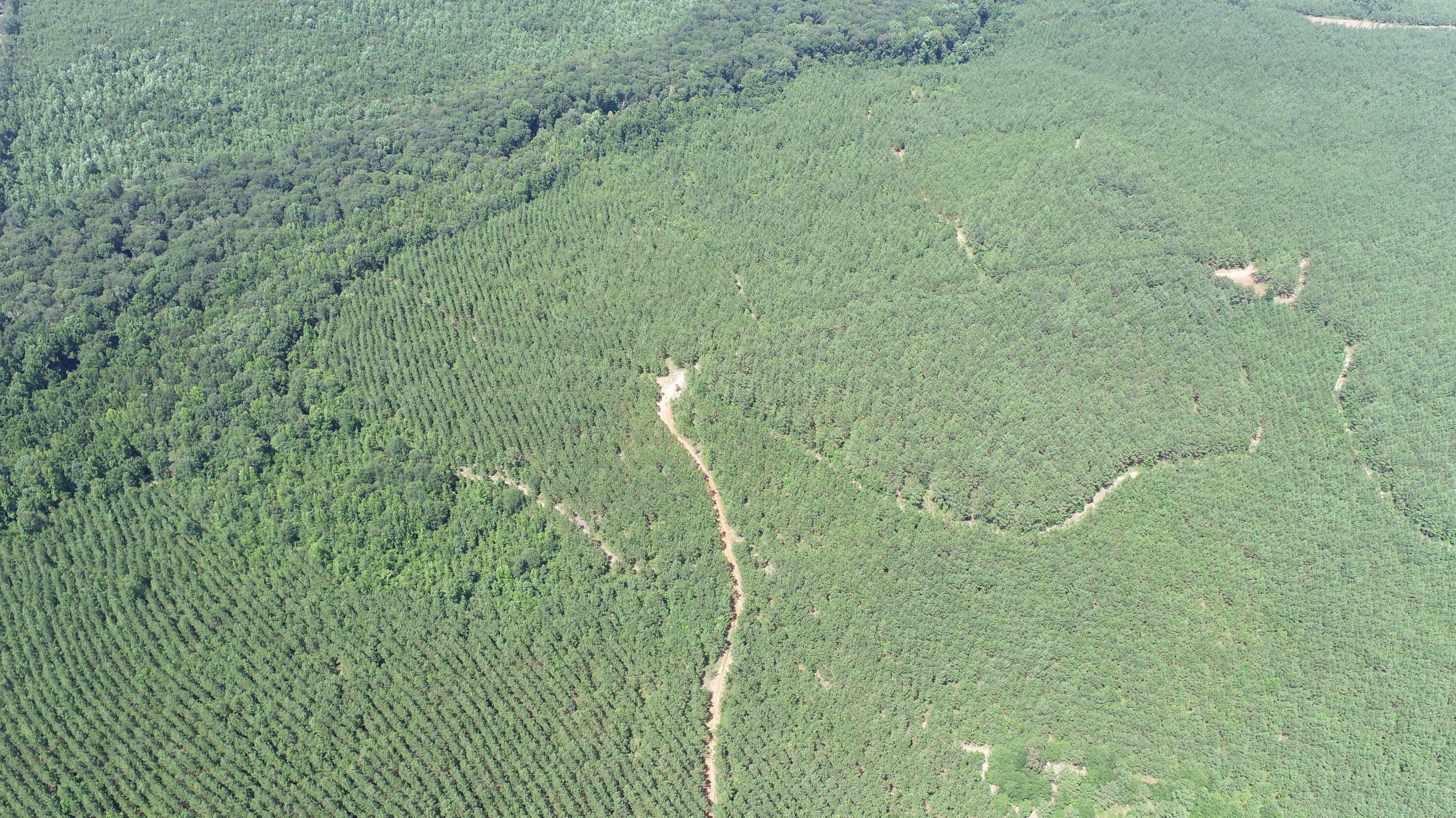 Brushy Creek Timber Photo