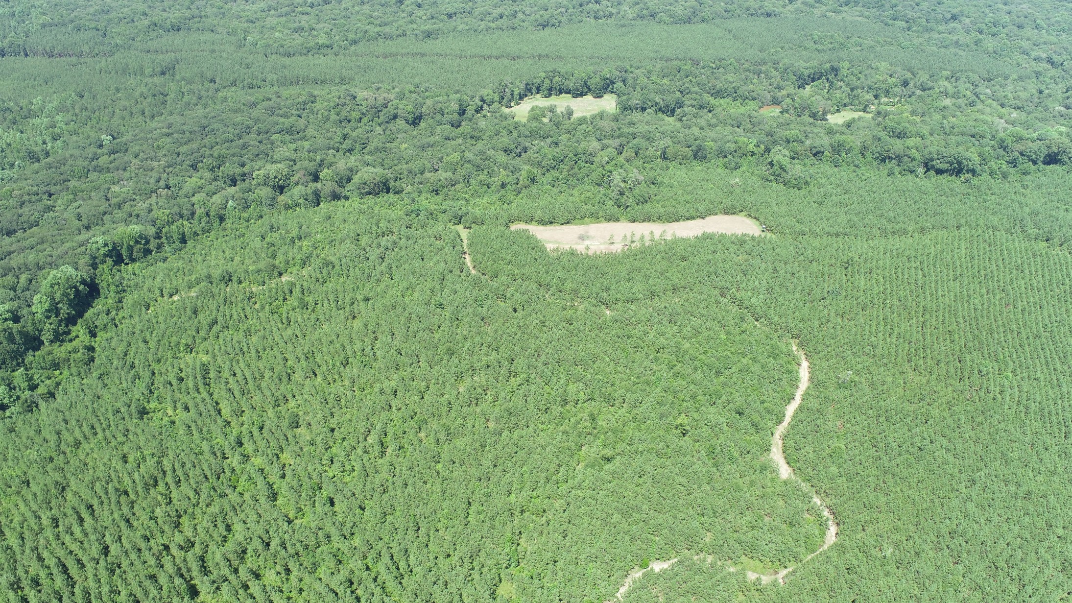 Brushy Creek Timber Photo