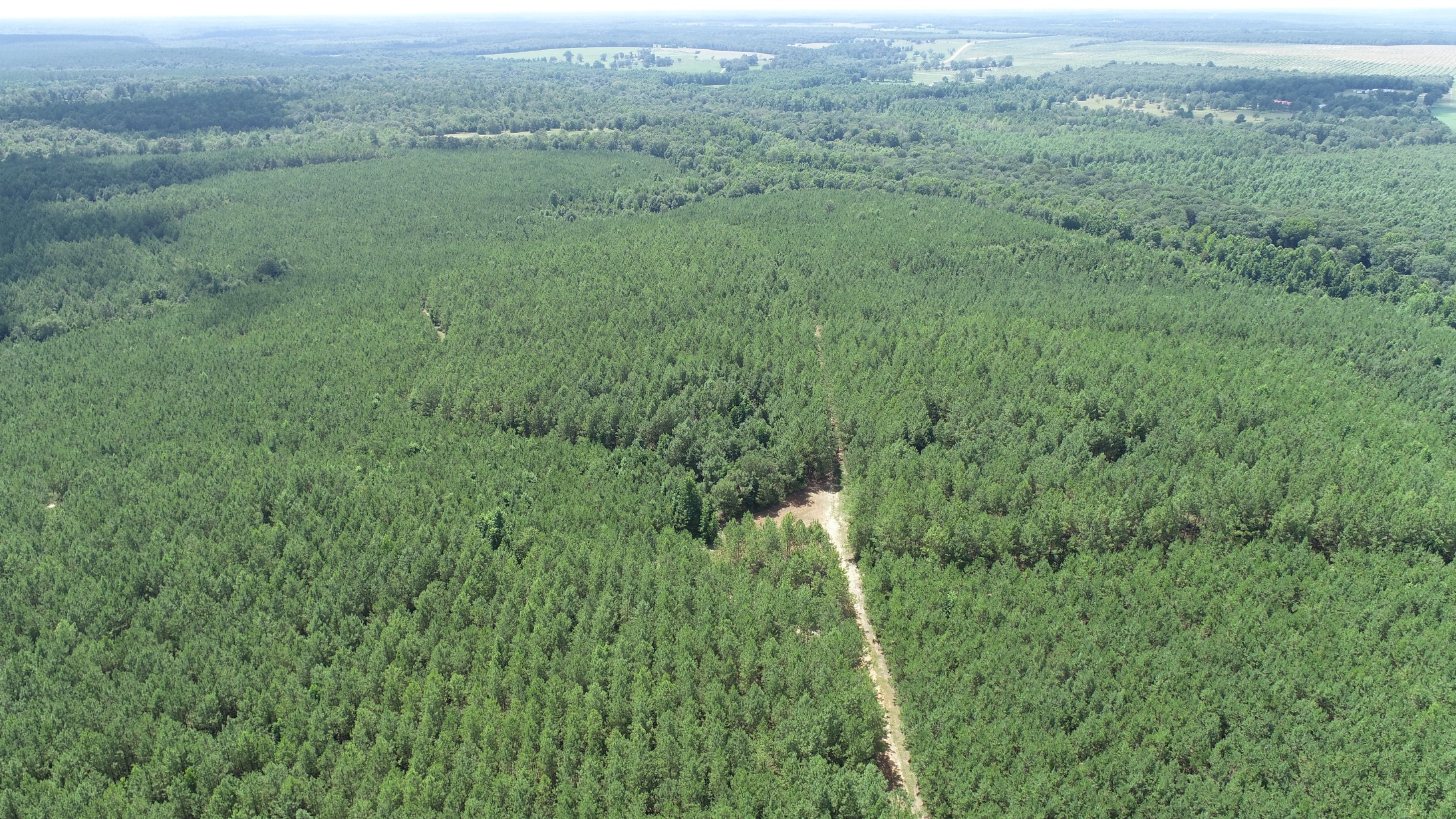 Brushy Creek Timber Photo