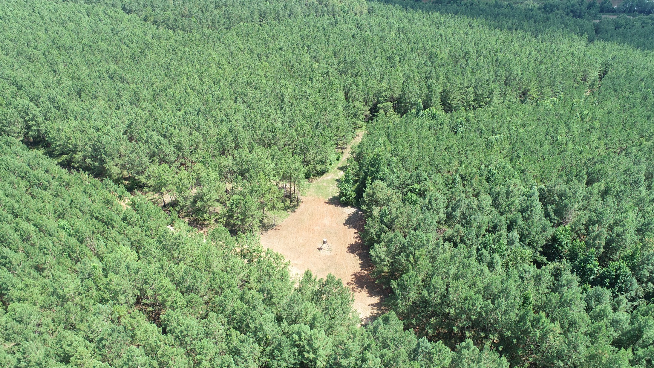 Brushy Creek Timber Photo