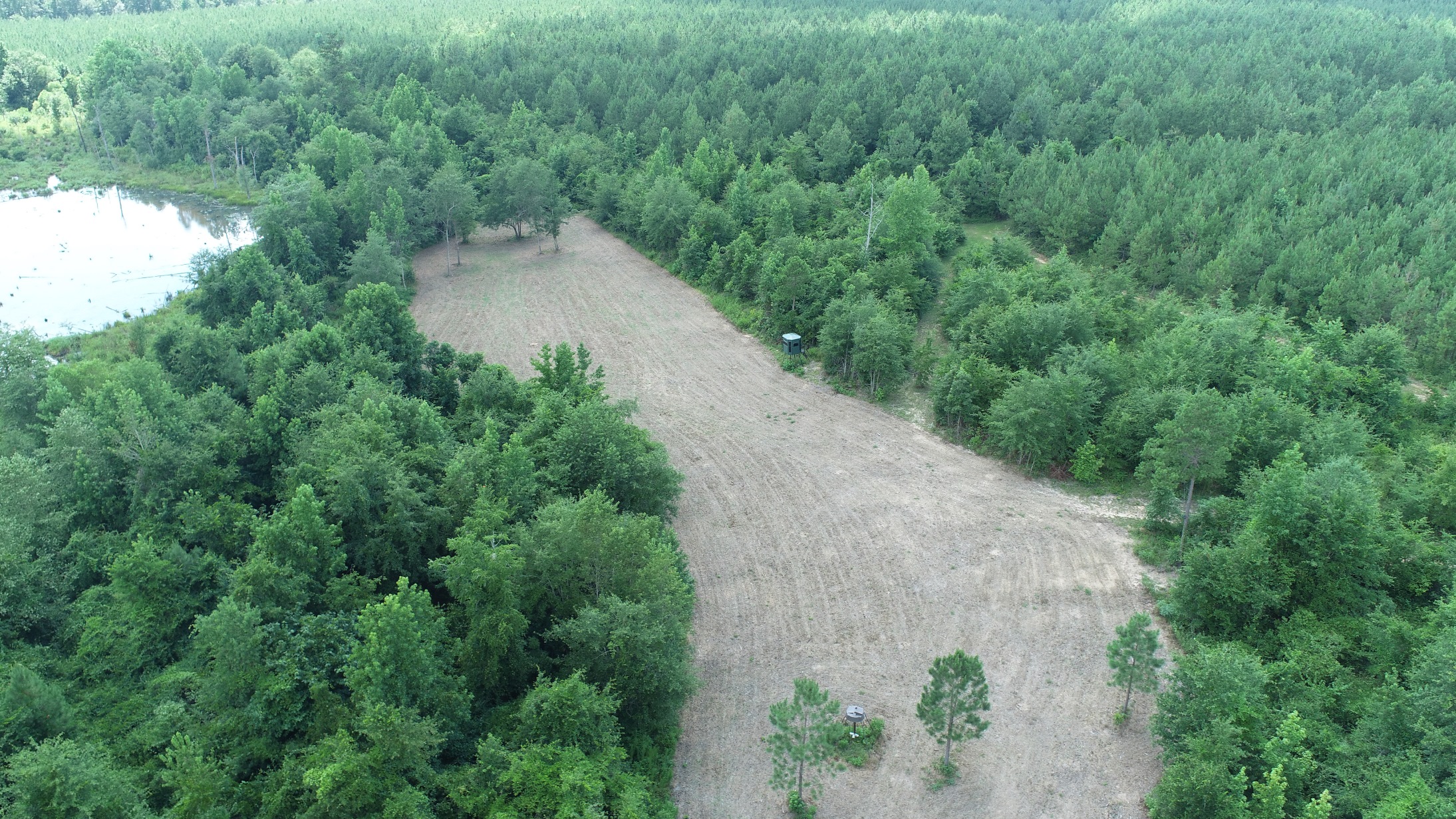 Brushy Creek Timber Photo