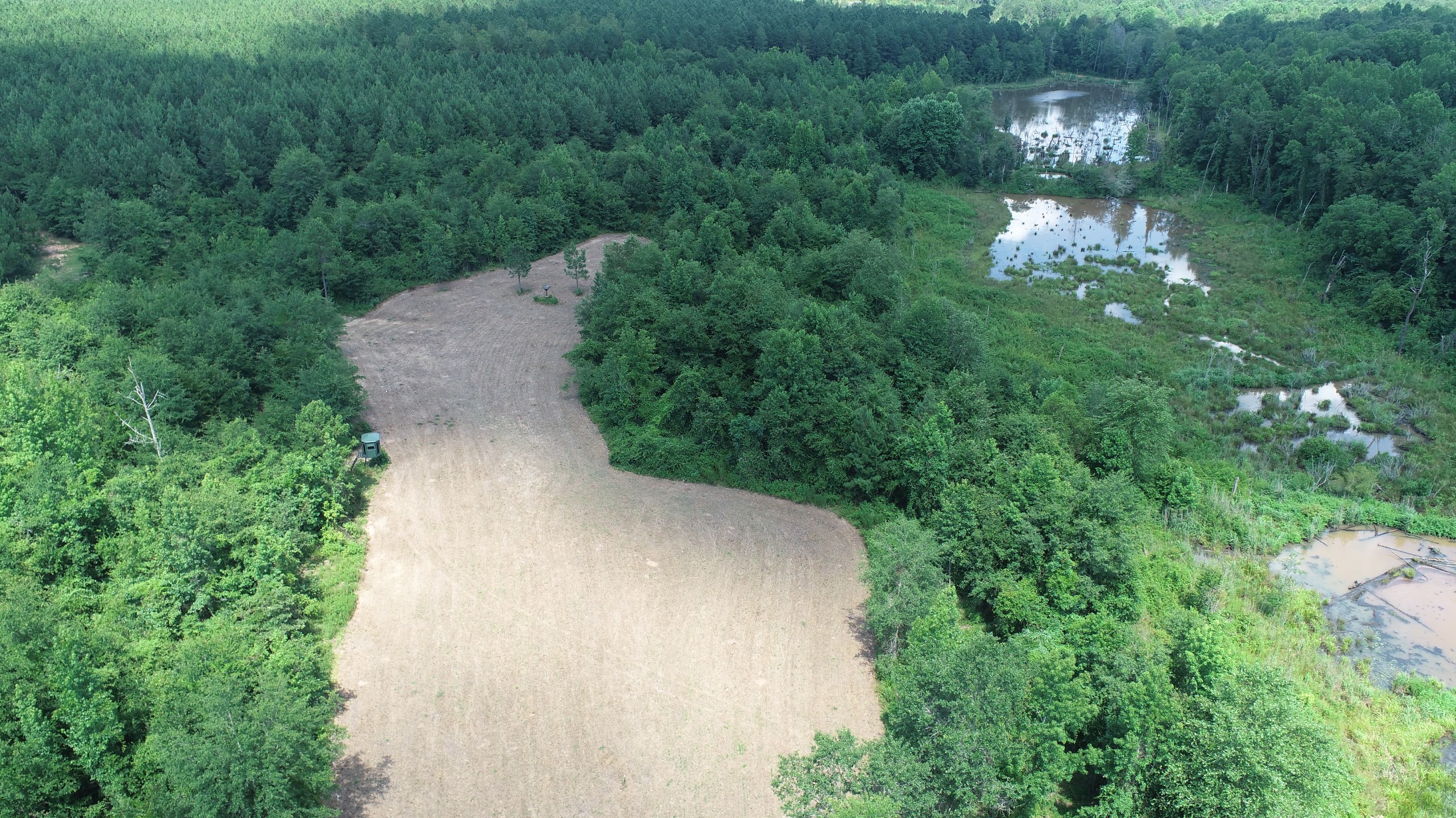 Brushy Creek Timber Photo