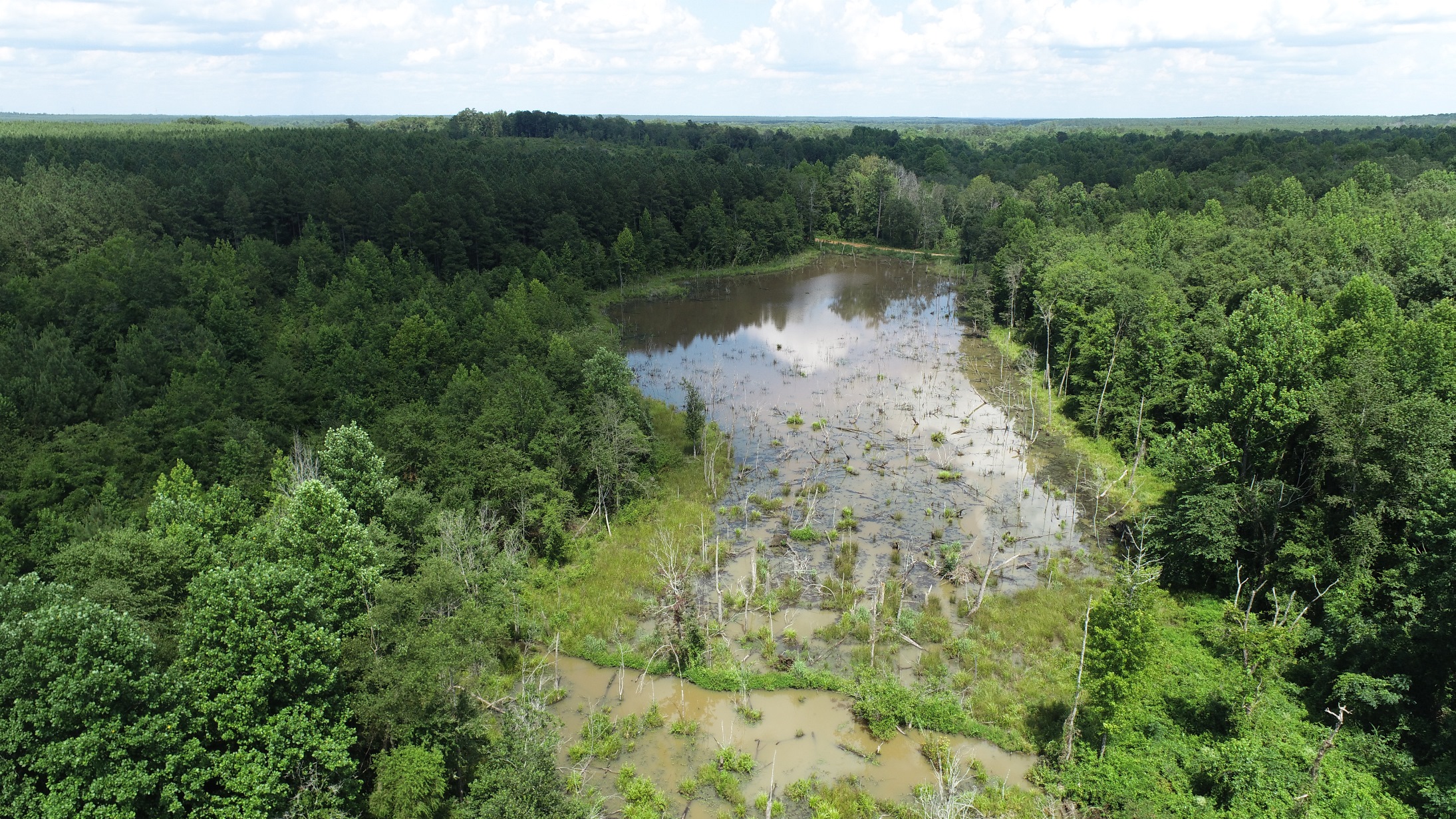 Brushy Creek Timber Photo