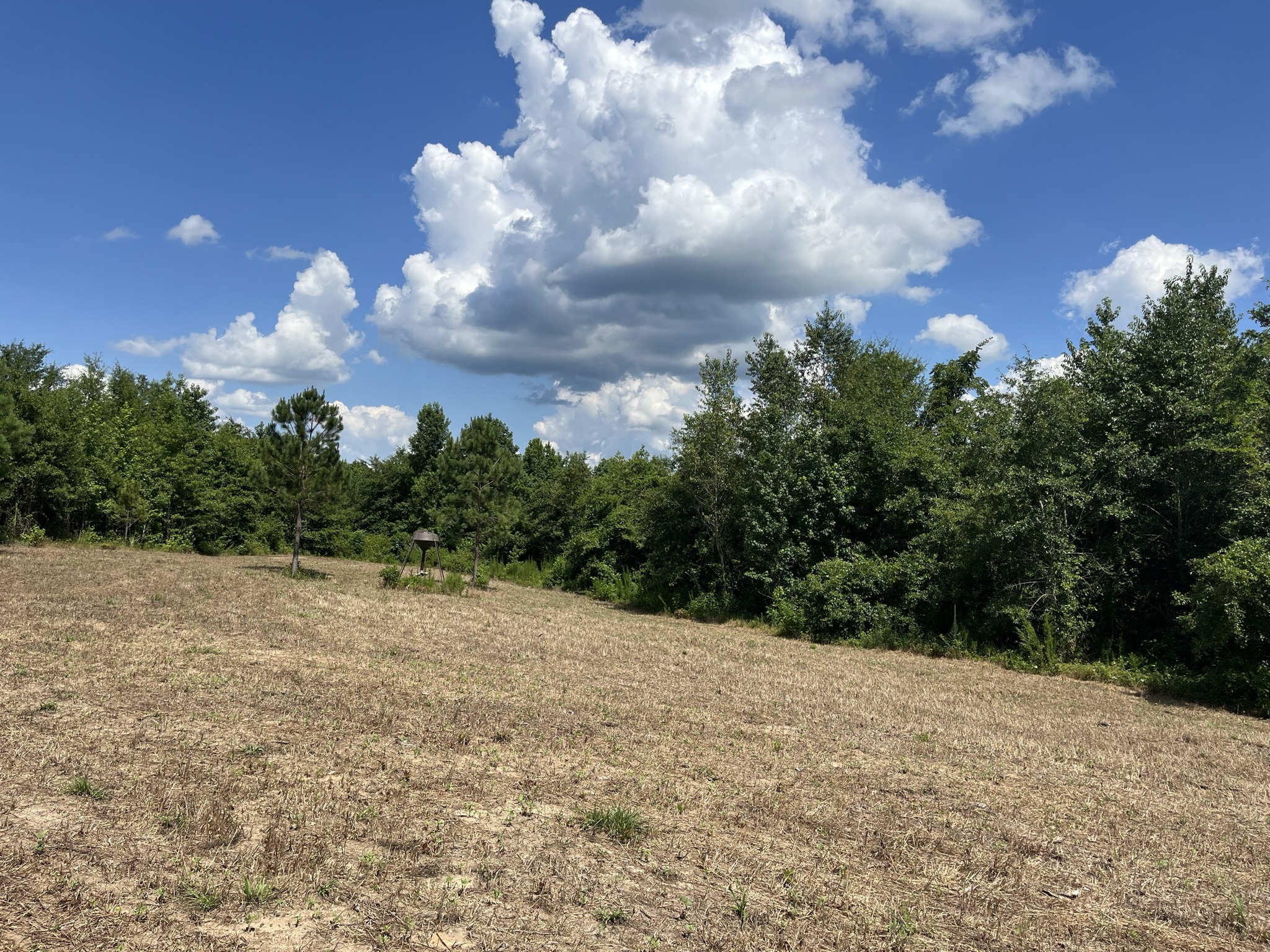 Brushy Creek Timber Photo