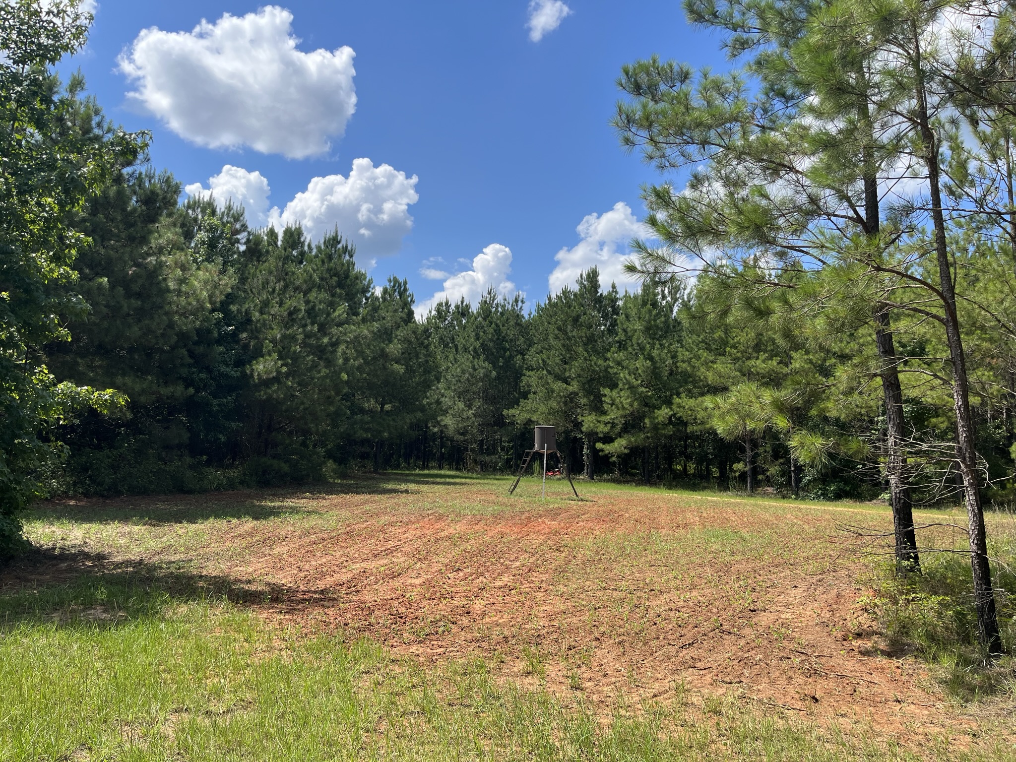 Brushy Creek Timber Photo