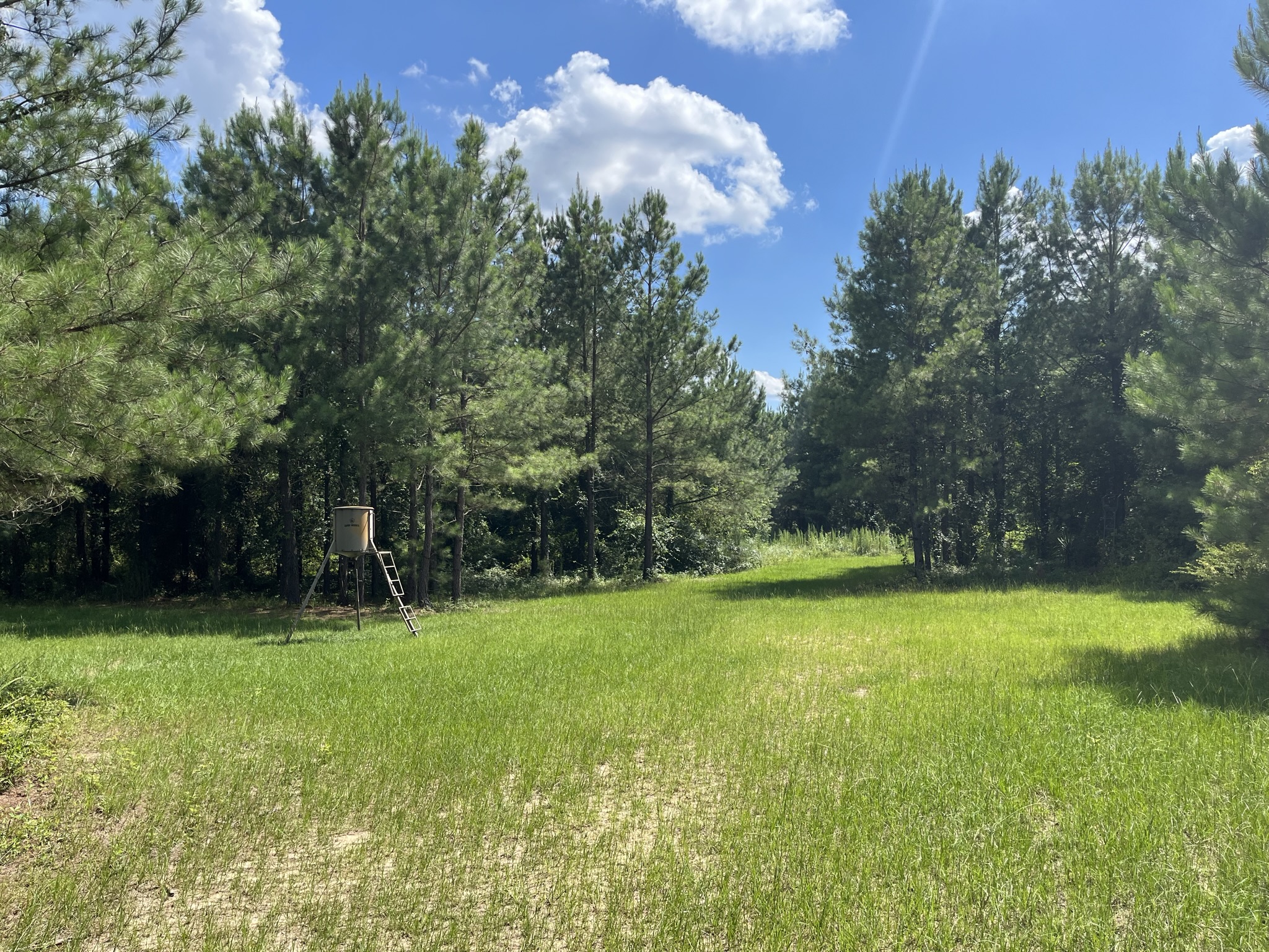 Brushy Creek Timber Photo