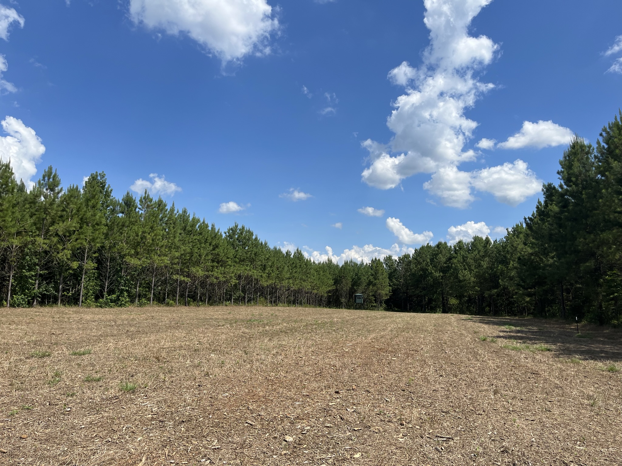 Brushy Creek Timber Photo