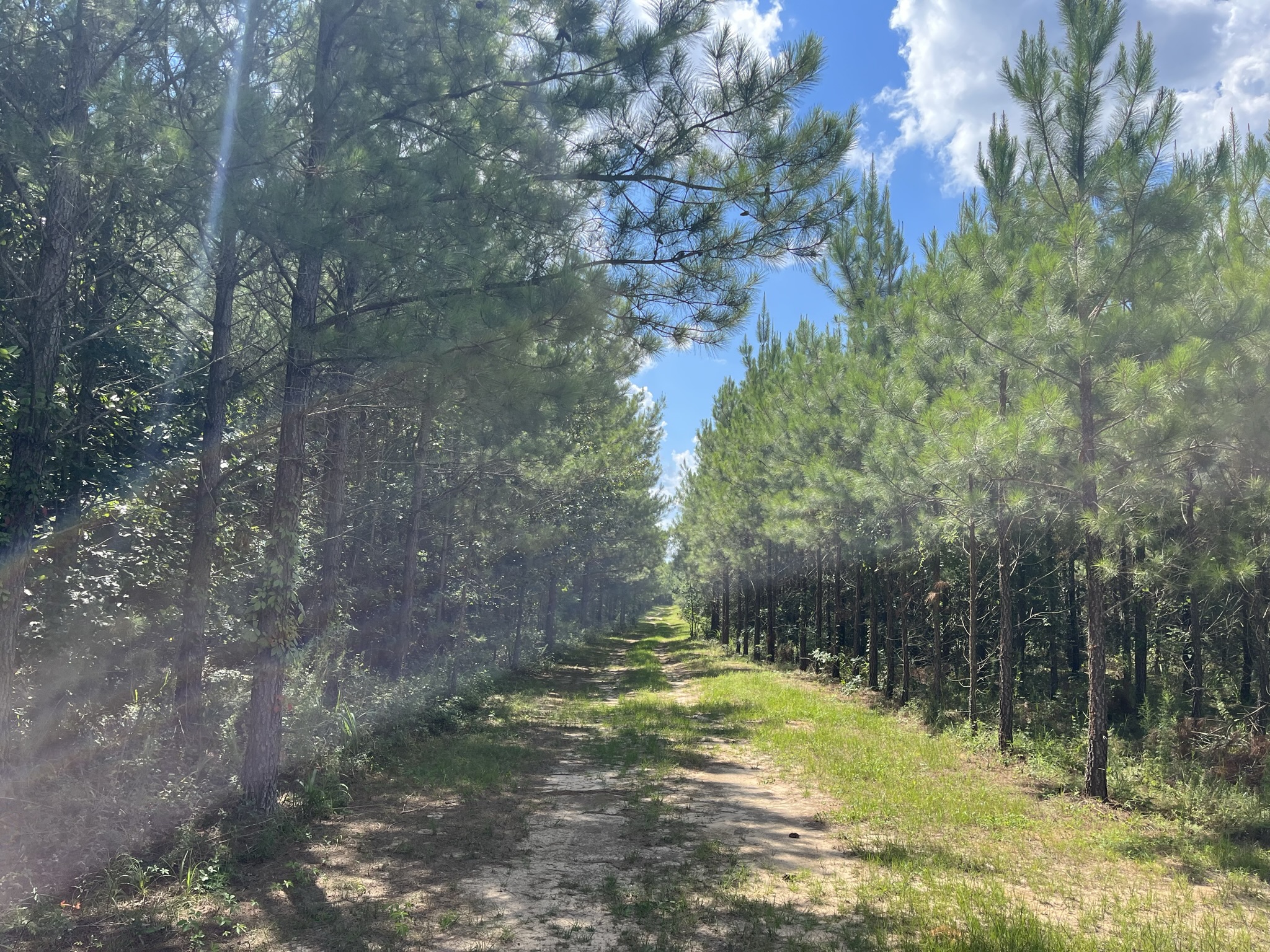 Brushy Creek Timber Photo