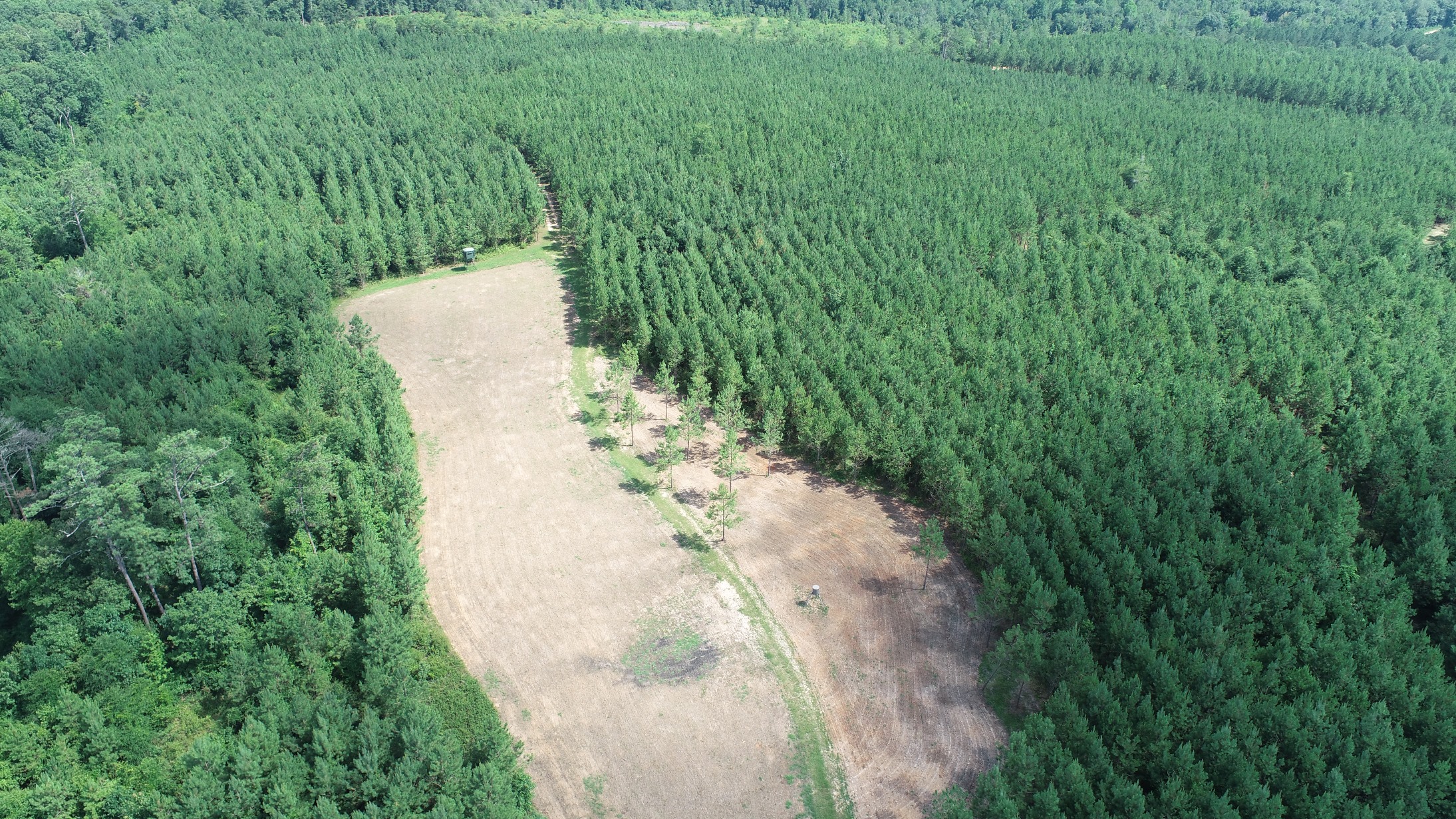 Brushy Creek Timber Photo