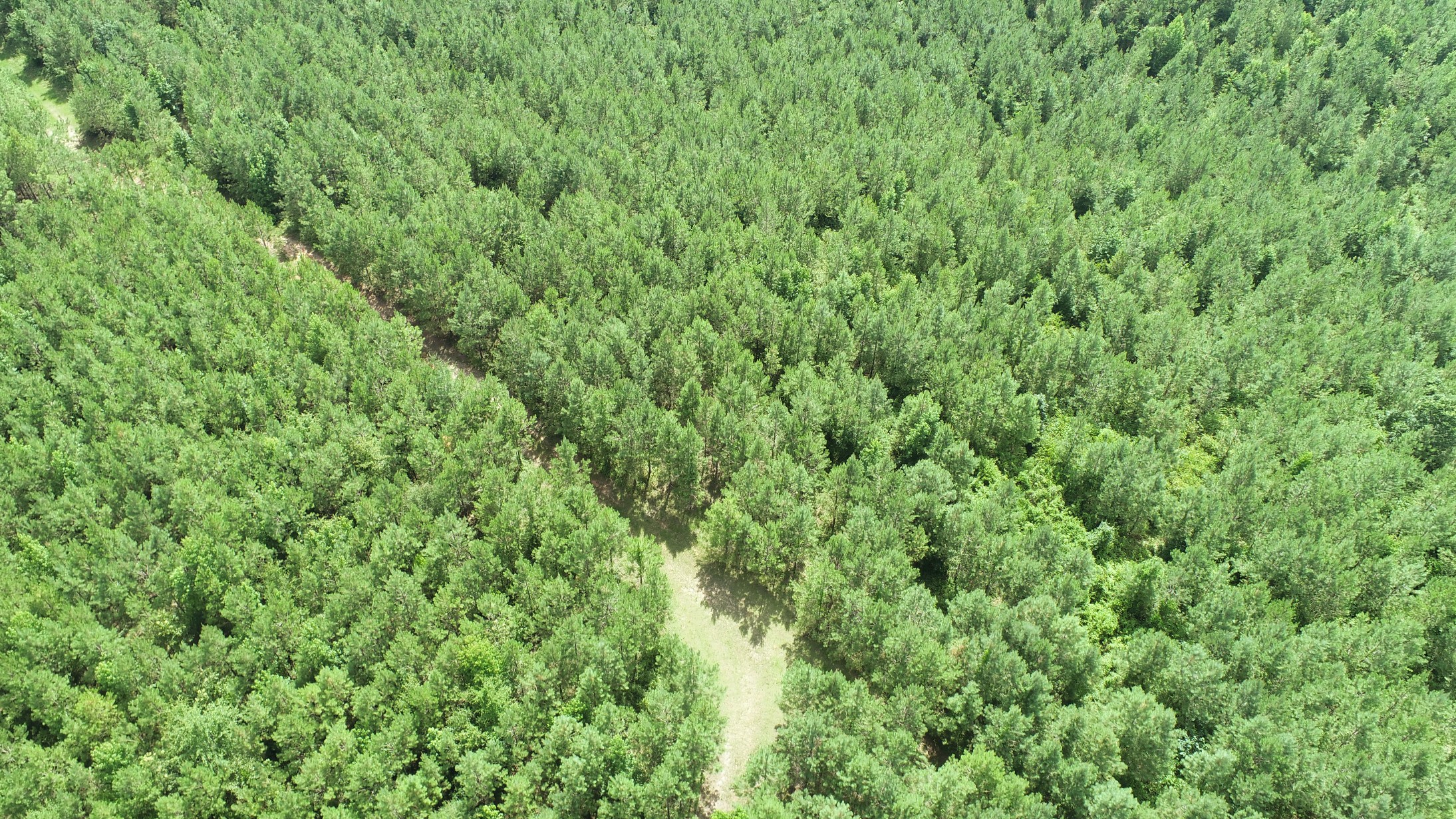 Brushy Creek Timber Photo