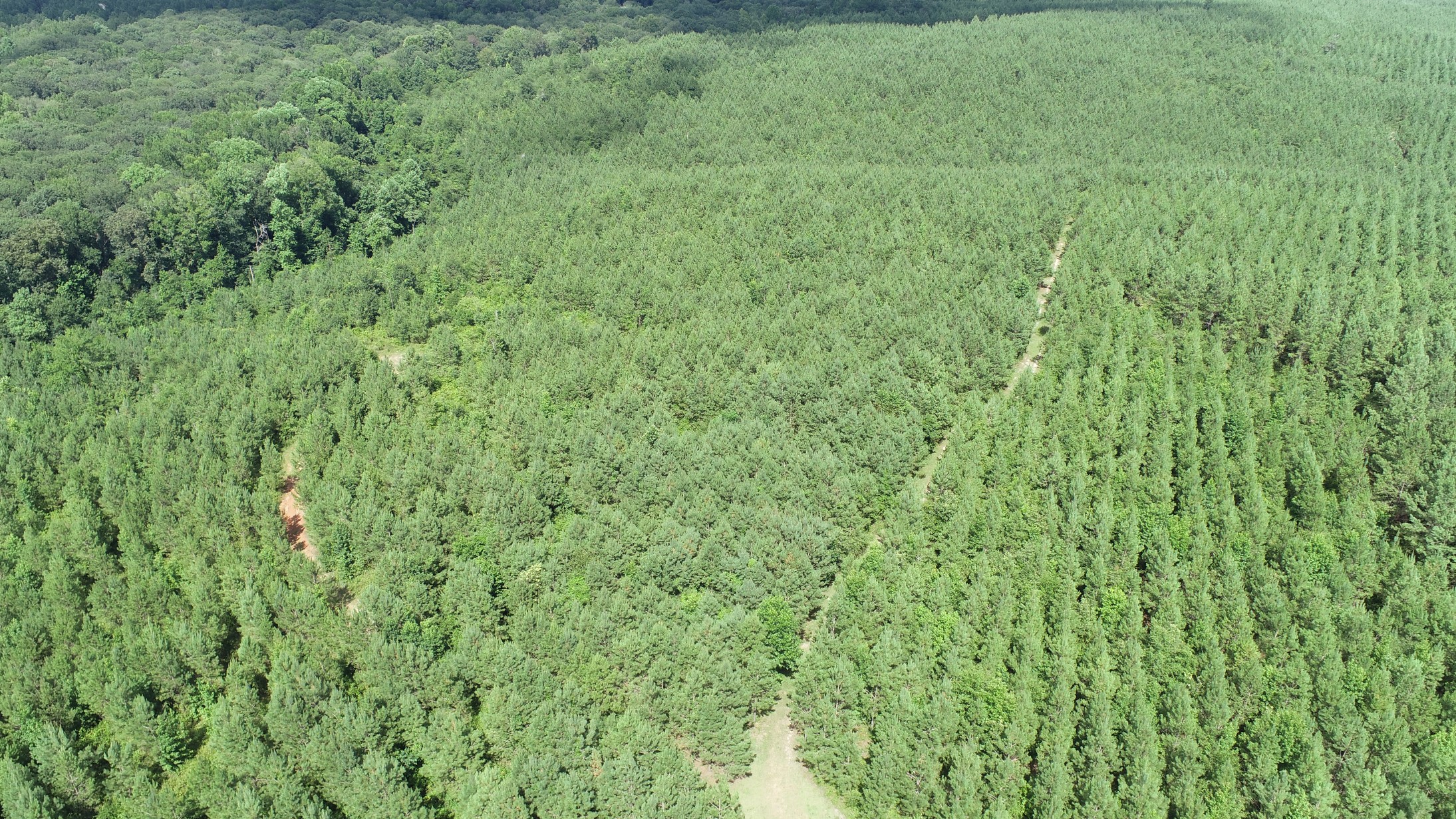 Brushy Creek Timber Photo