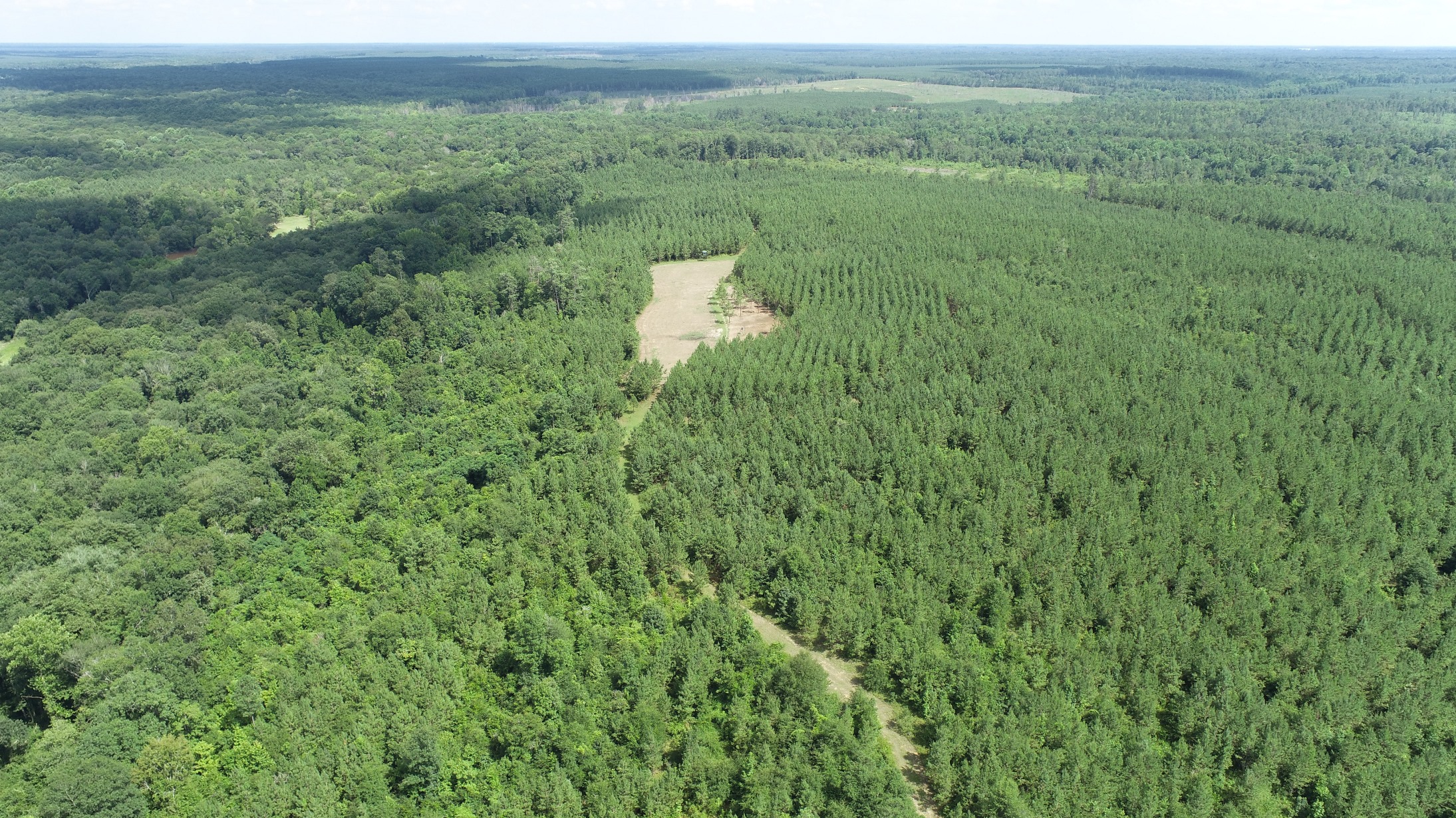 Brushy Creek Timber Photo