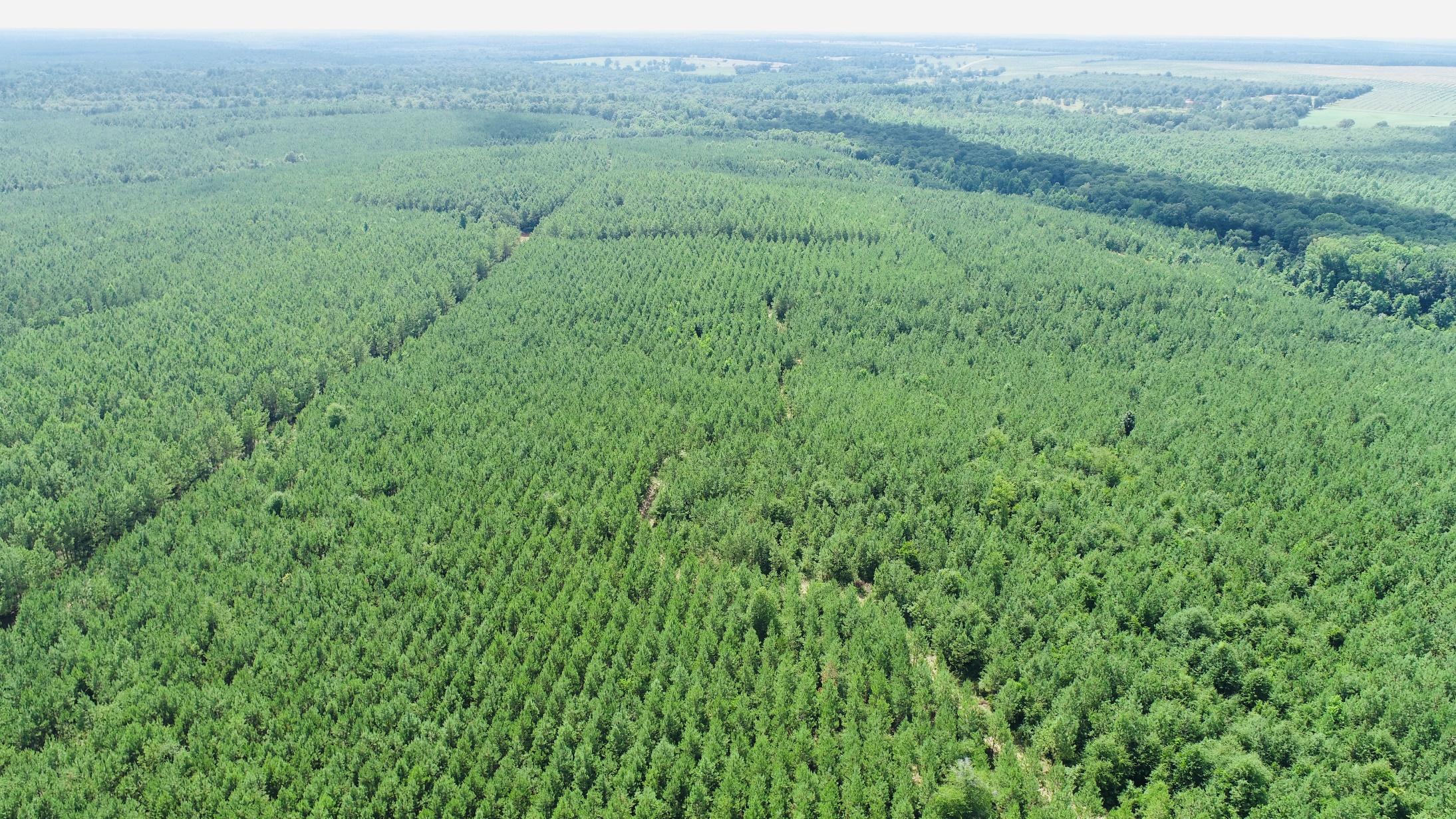 Brushy Creek Timber Photo