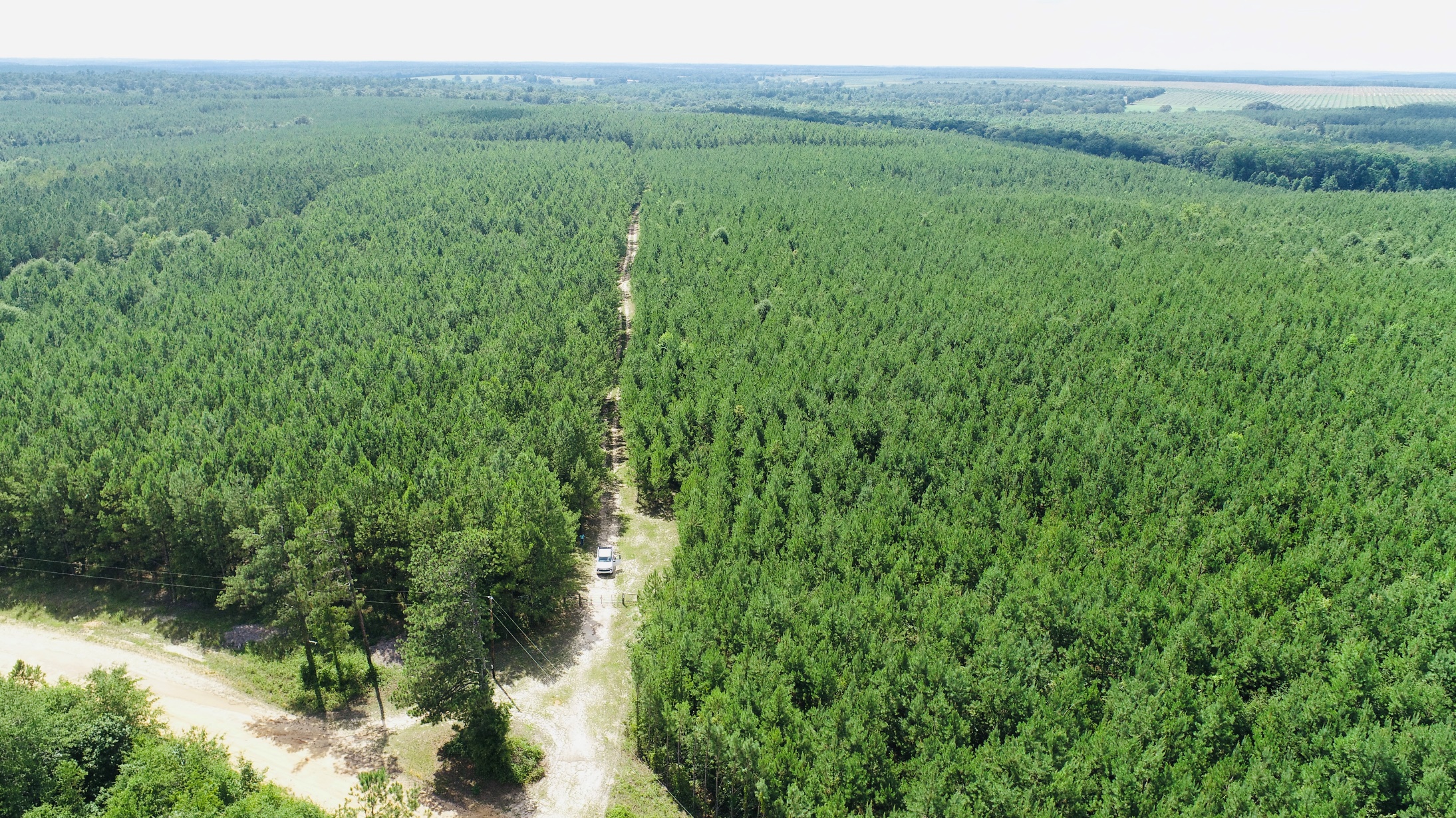 Brushy Creek Timber Photo