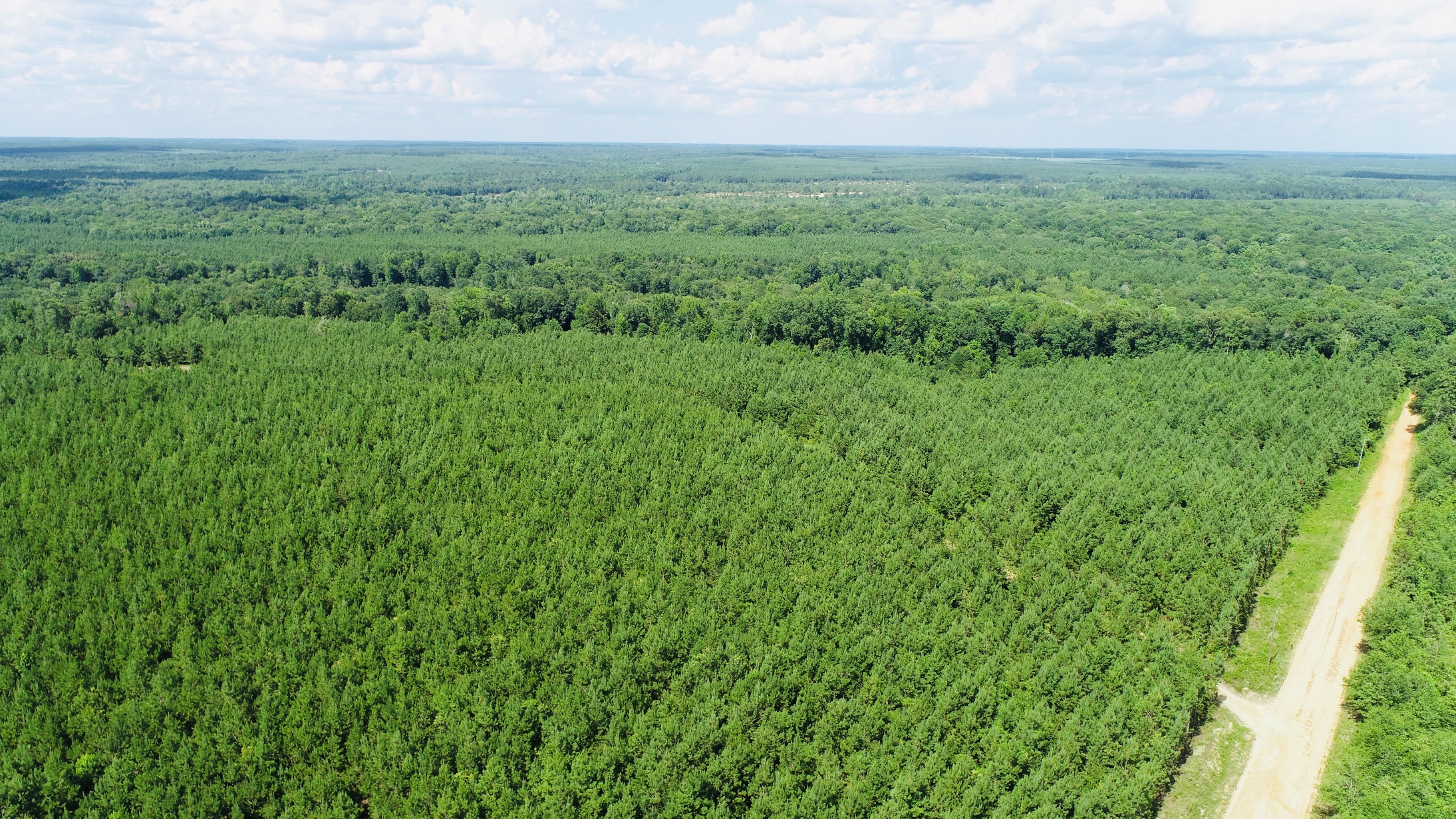 Brushy Creek Timber Photo