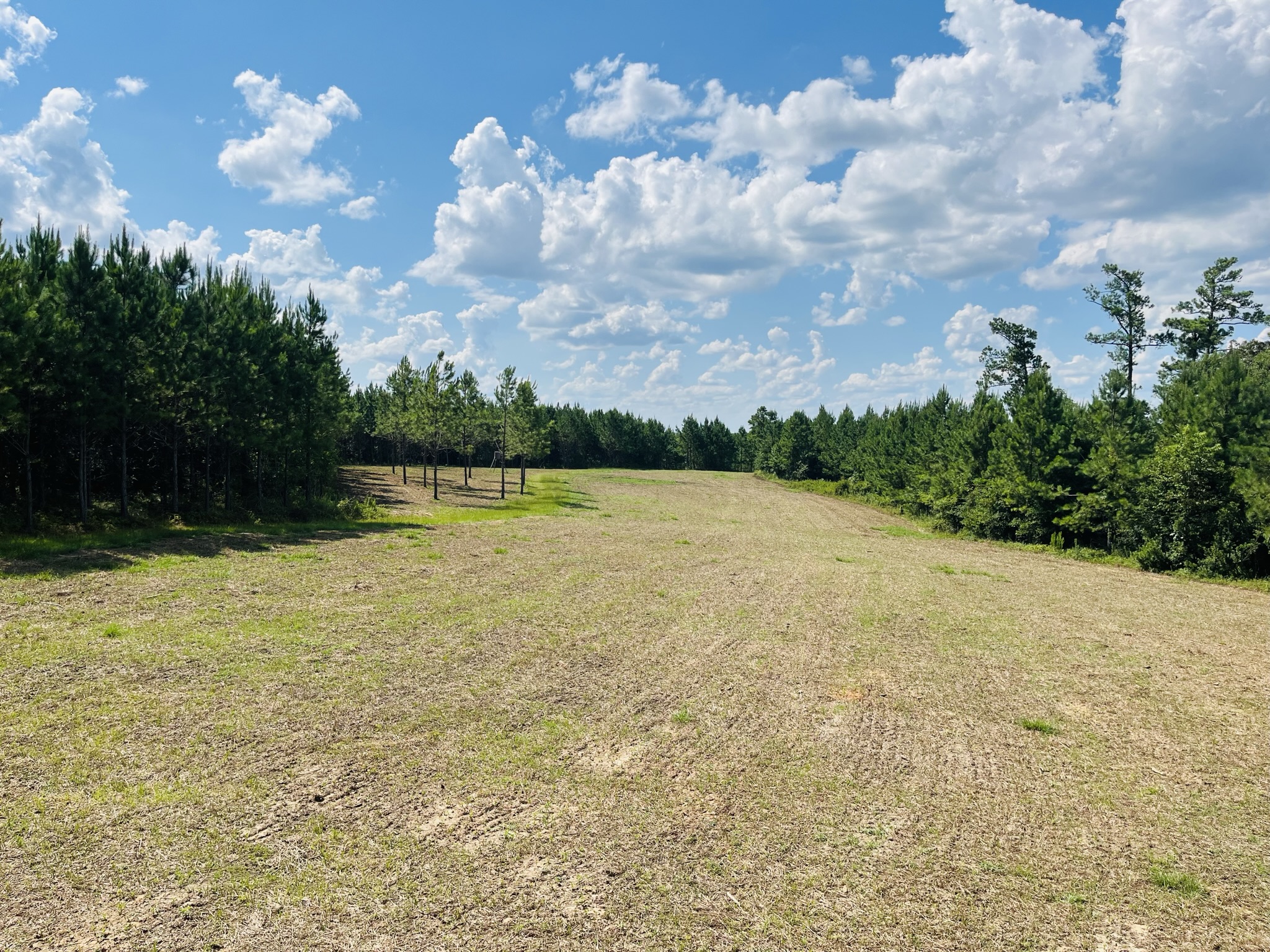 Brushy Creek Timber Photo