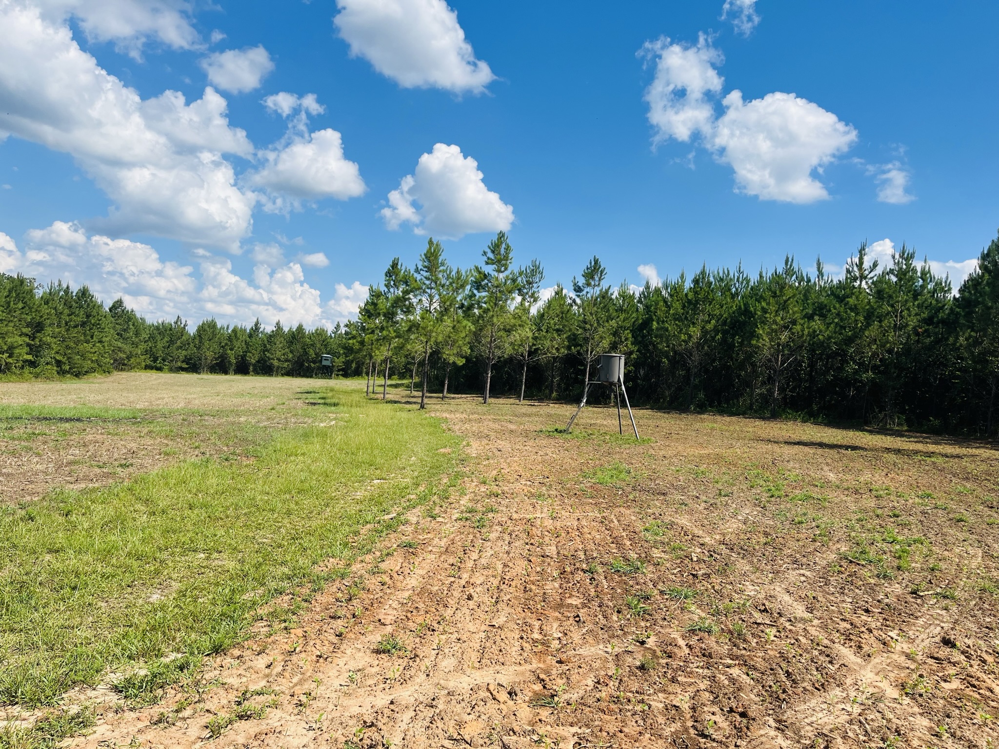 Brushy Creek Timber Photo