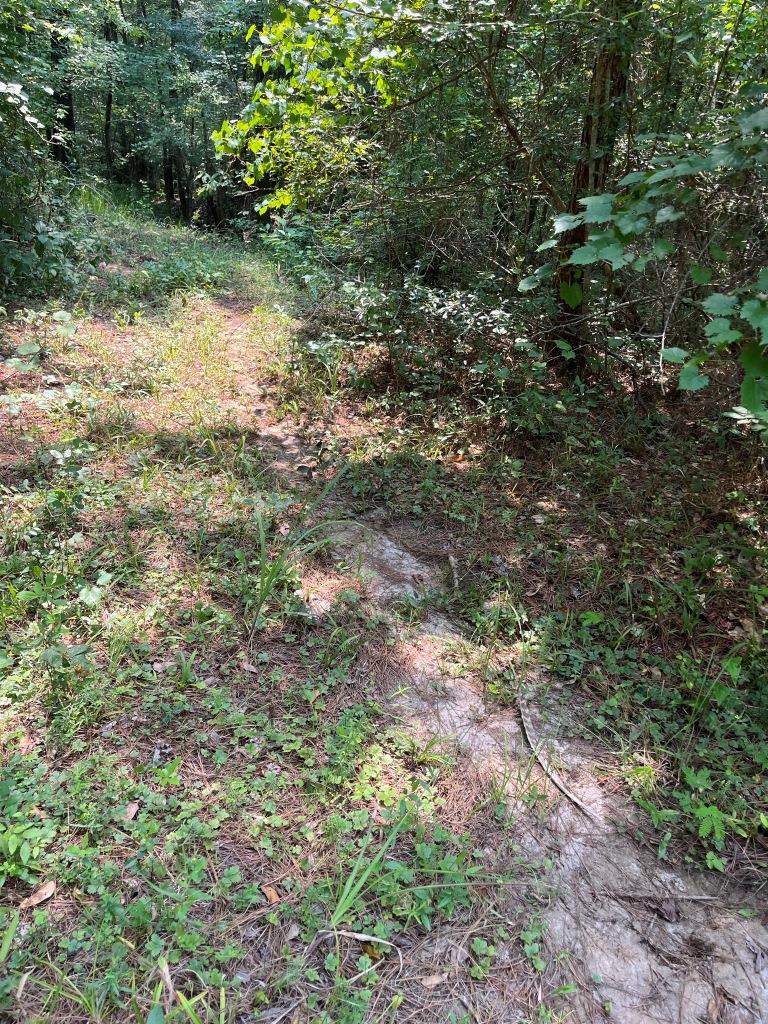 Wilkinson Forest – Tract 2 Photo