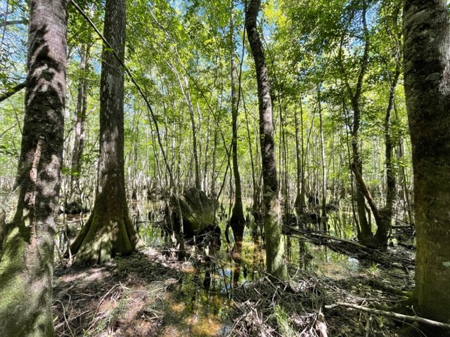 Little Ohoopee River Photo