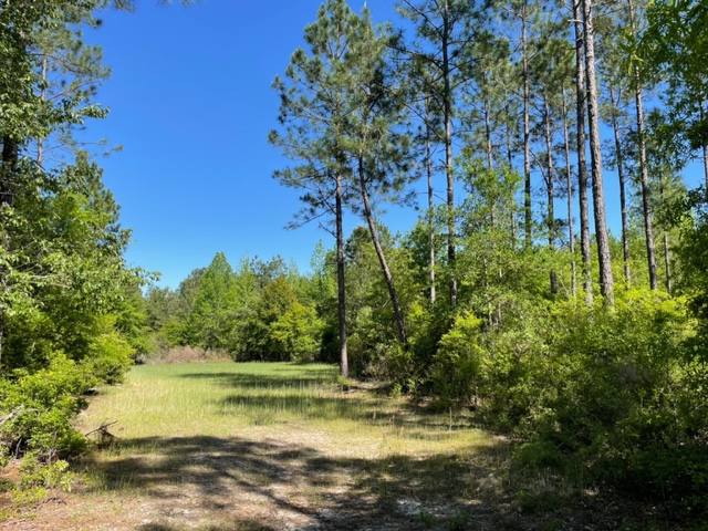 Little Ohoopee River Photo