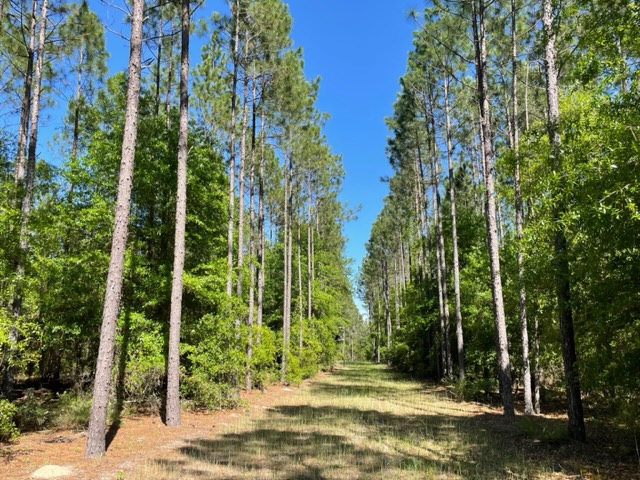 Little Ohoopee River Photo