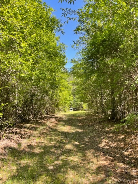 Little Ohoopee River Photo