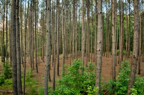 Upson County Homesite