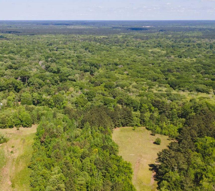 56 Acres Southeast Bulloch Co. Photo