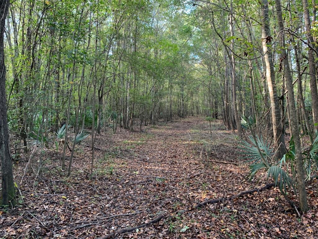 301 Ogeechee River Tract Photo