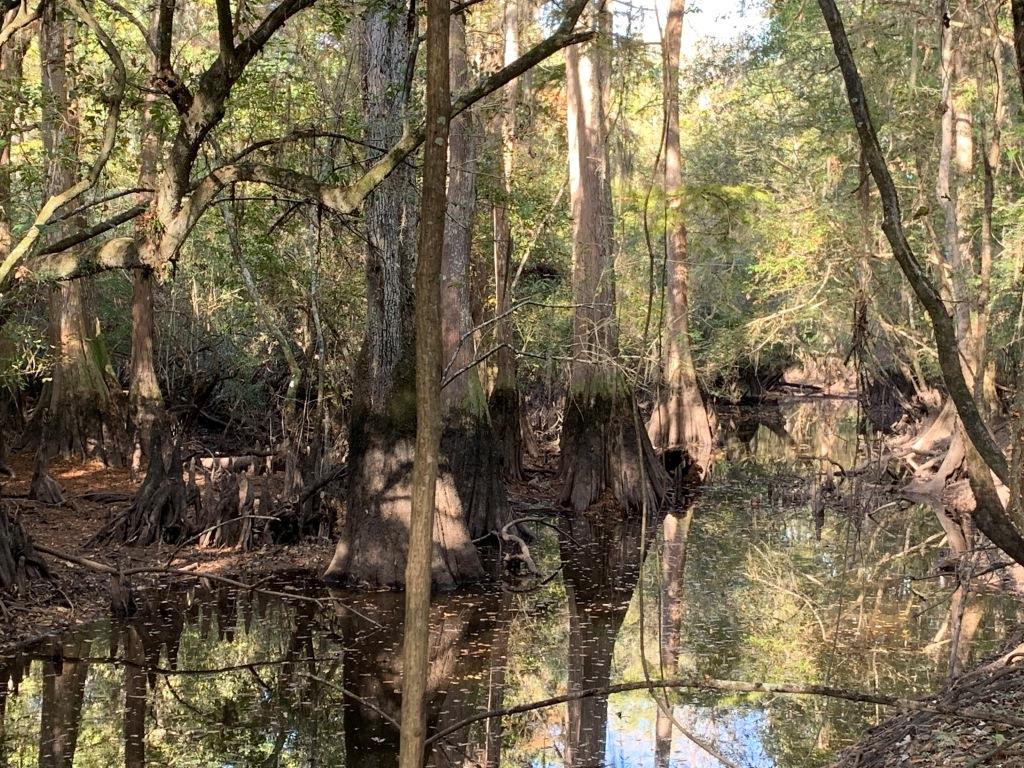 301 Ogeechee River Tract Photo