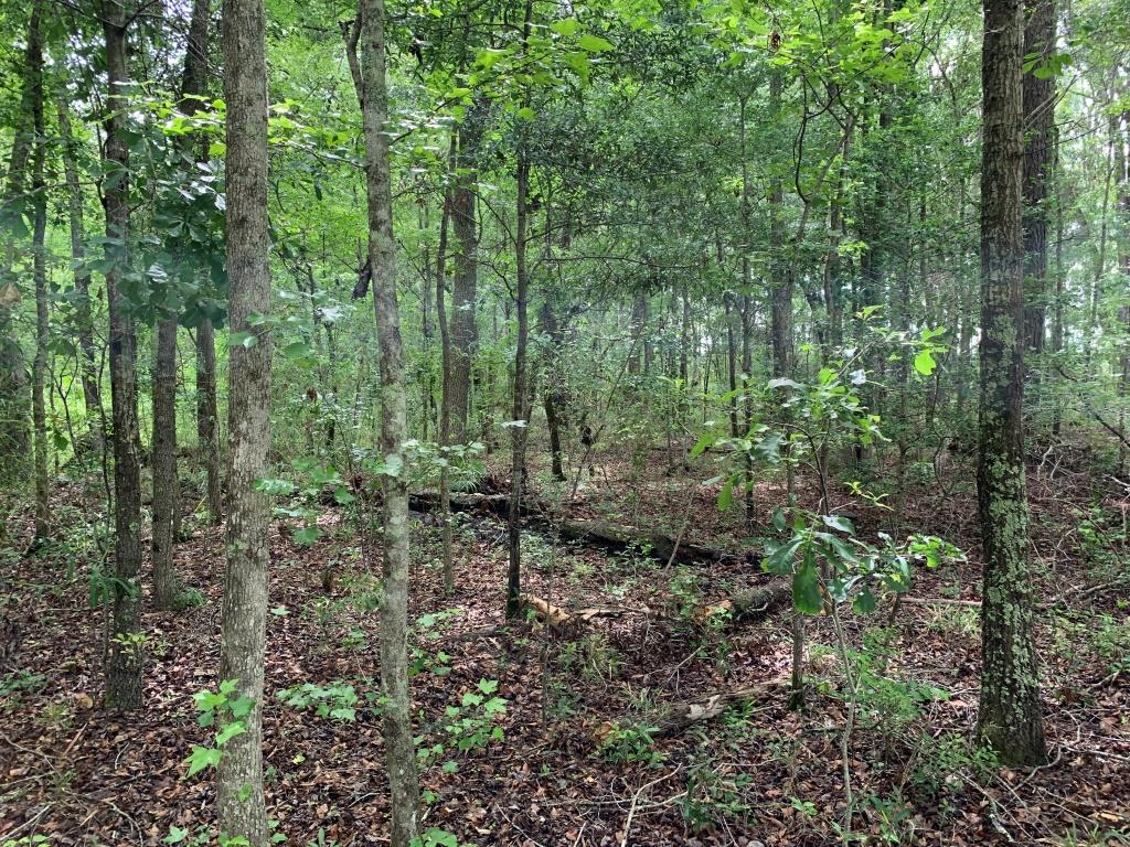 Hwy 301 Homesite Photo