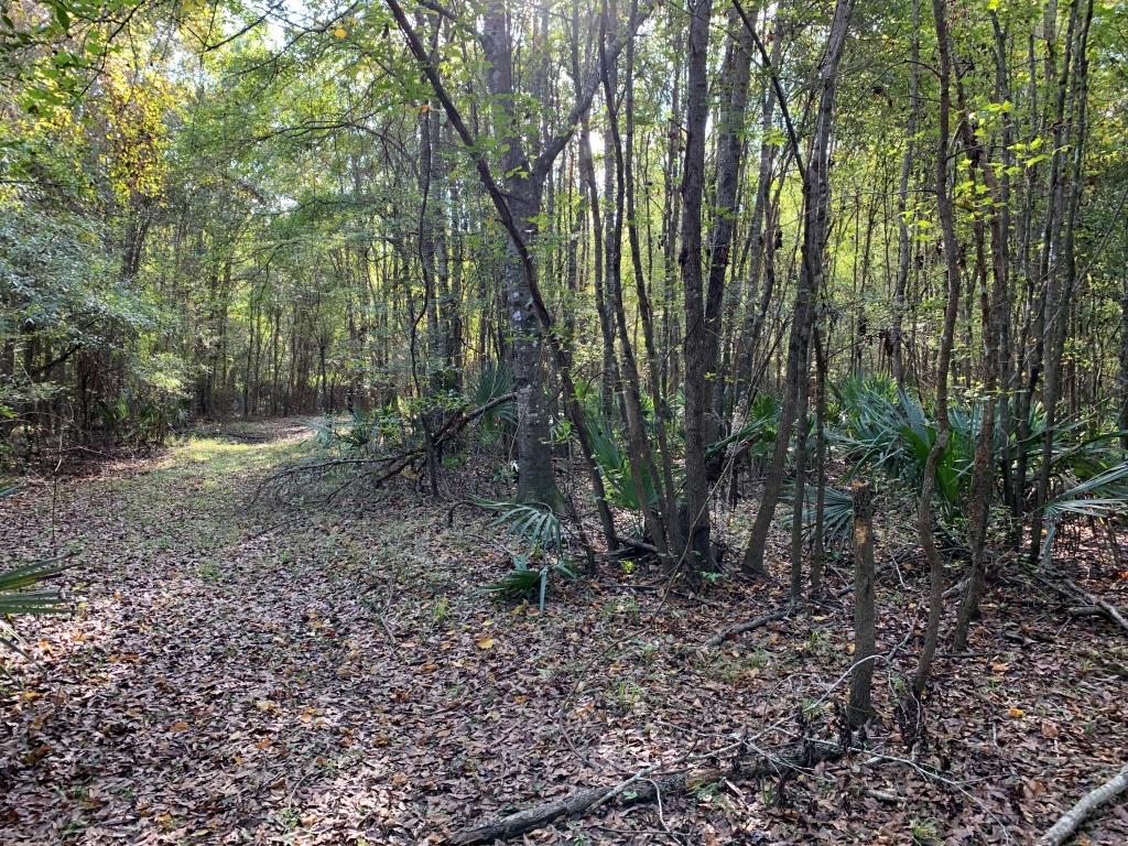 301 Ogeechee River Tract Photo