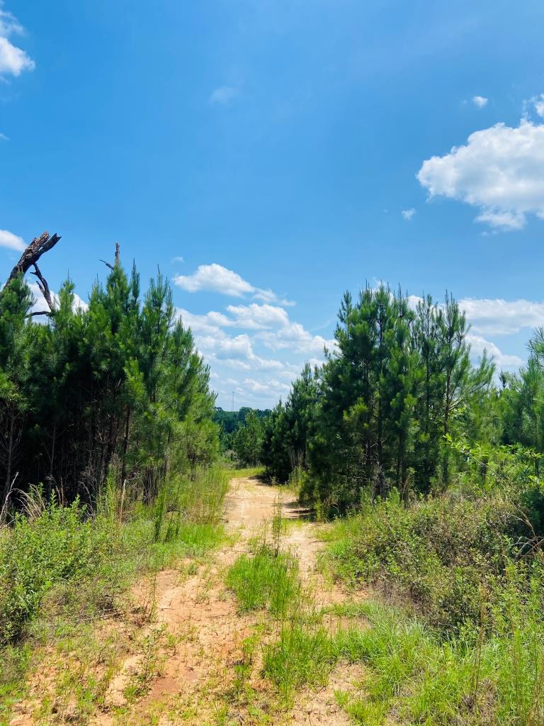 Holanna Creek Hunt Camp Photo