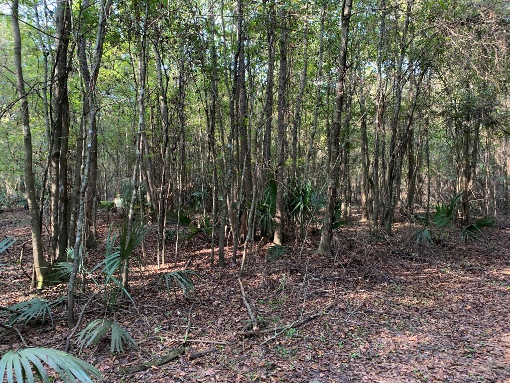 301 Ogeechee River Tract Photo